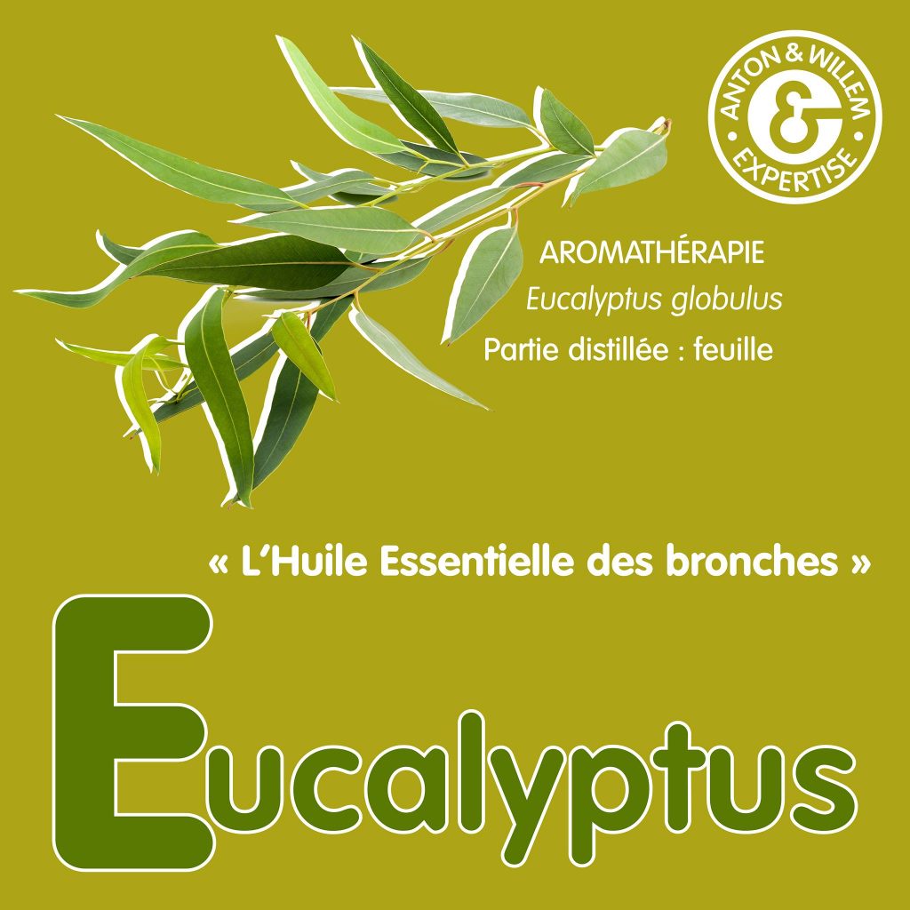 L’Eucalyptus : Souffle de la Nature