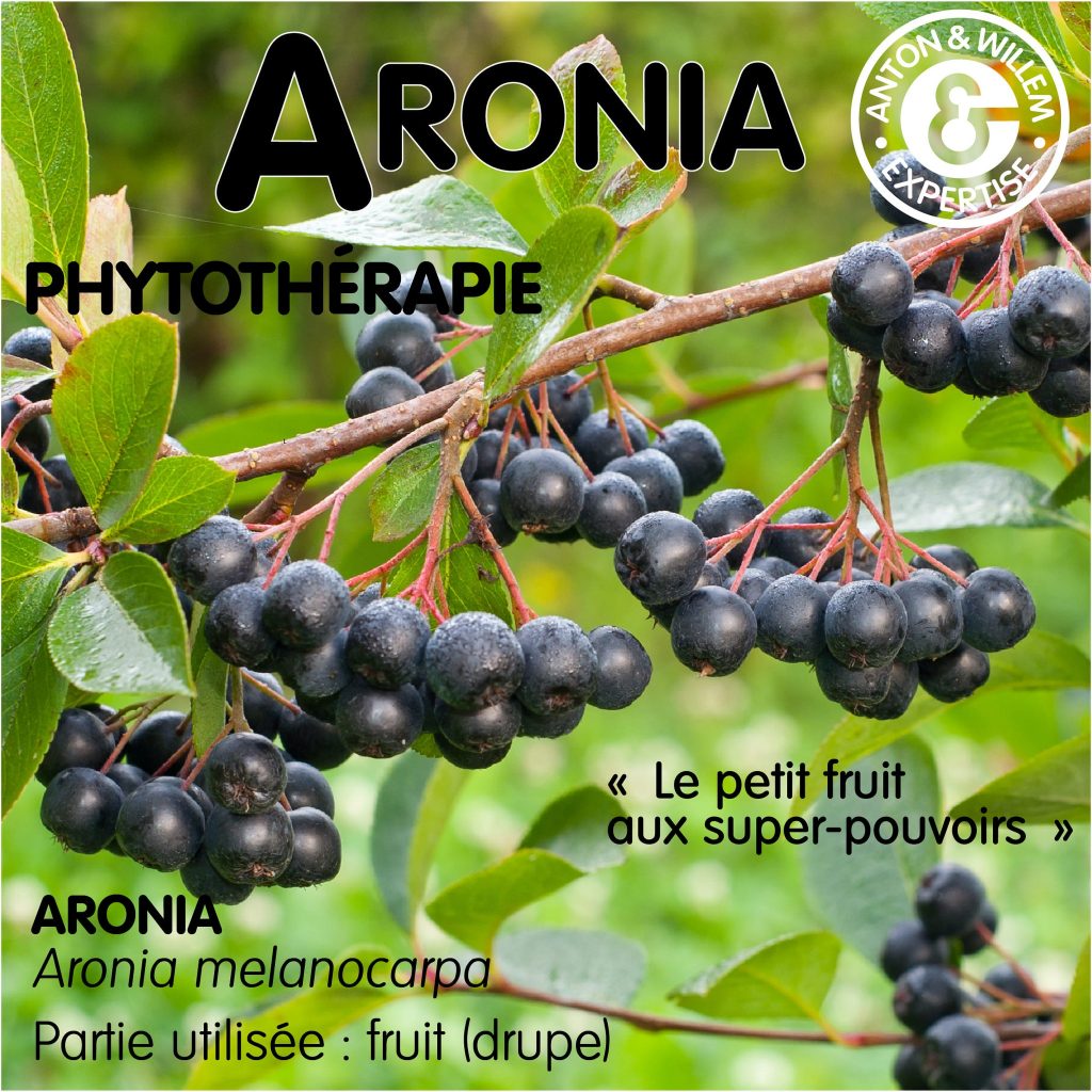 L’Aronia : Le Joyau Antioxydant de la Nature