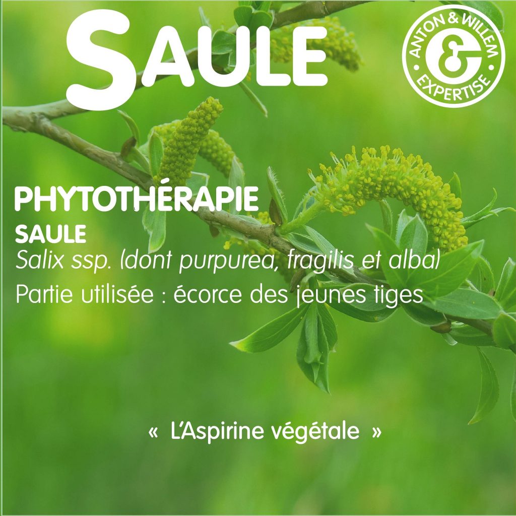 Le Saule : l’Aspirine Végétale