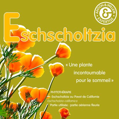 L’Eschscholtzia : Votre Alliée pour un Sommeil Réparateur