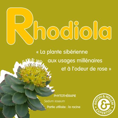 Le Rhodiola : Votre Compagnon pour une Endurance Renforcée