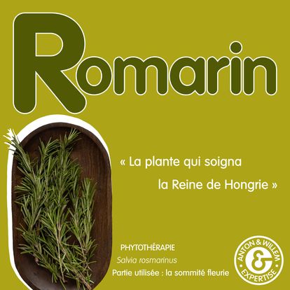 Le Romarin : Votre Bouclier pour une Santé Éclatante