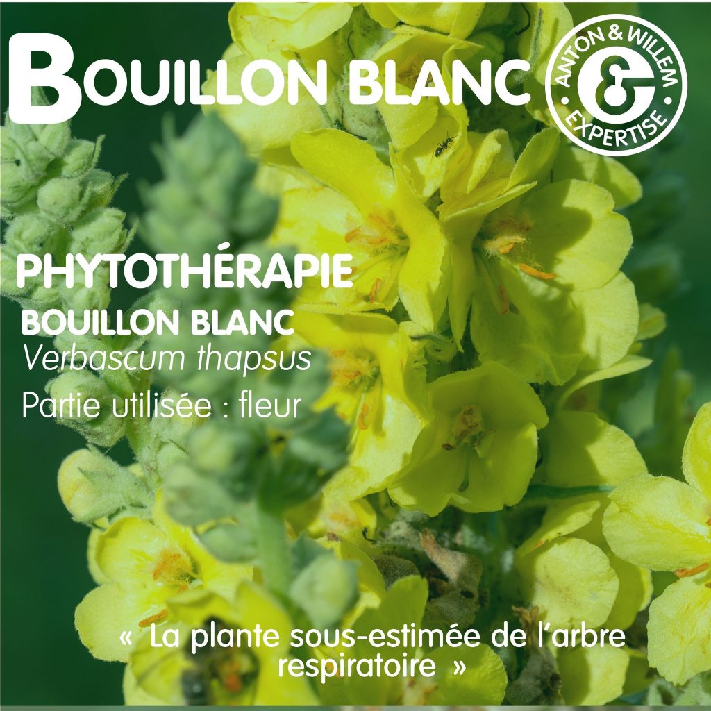 Bouillon Blanc : Le Doux Guérisseur Naturel