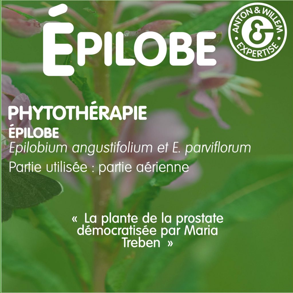 Explorez l’Épilobe : Votre Compagnon Naturel pour une Vitalité Renforcée