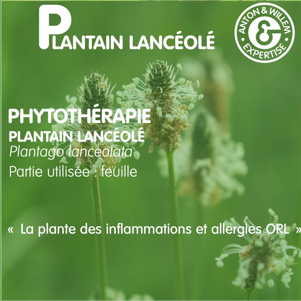 Plantain : Votre Allié Naturel pour une Santé Éclatante